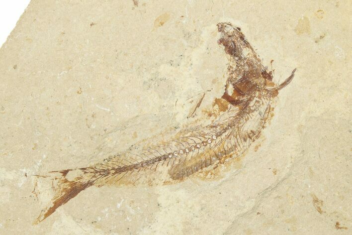 Cretaceous Fossil Fish (Scombroclupea?) - Lebanon #258864